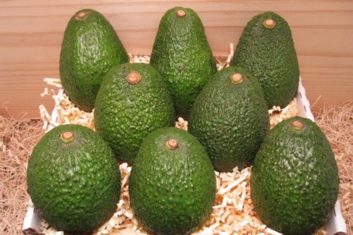 Avocado - gesund und lecker!